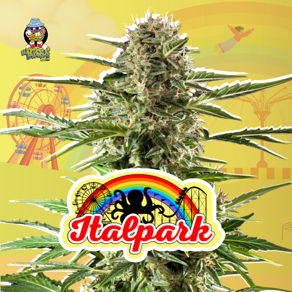 Producto - ITALPARK Fotoperiódica El Riqui x4