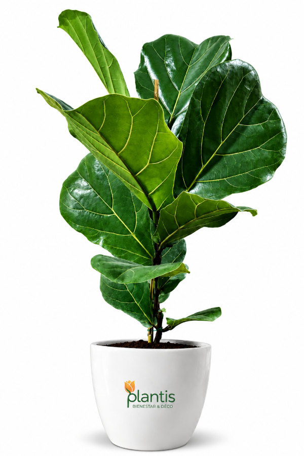 Producto - Pandurata - Maceta 10 lt