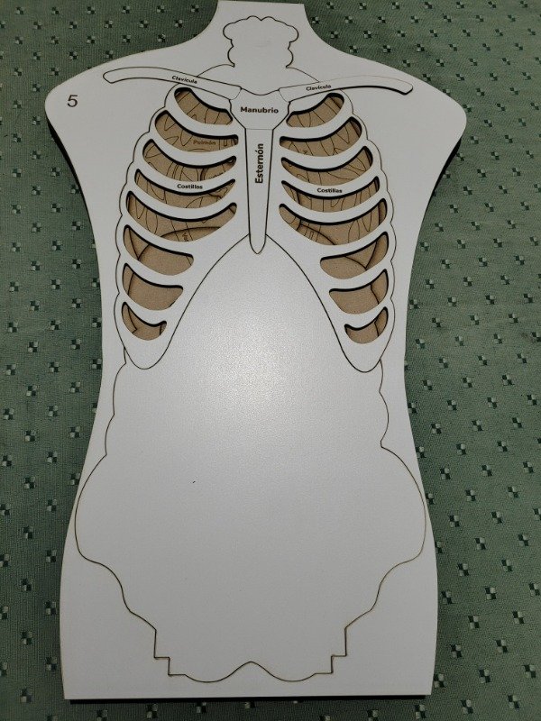 Producto - Anatomía humana