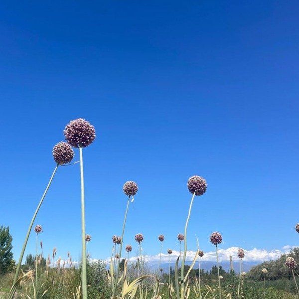 Producto - 1 bulbo Allium amplexicaule var. maximum "ajo elefante"