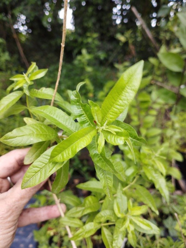 Producto - Cedrón ( Aloysia citrodora)