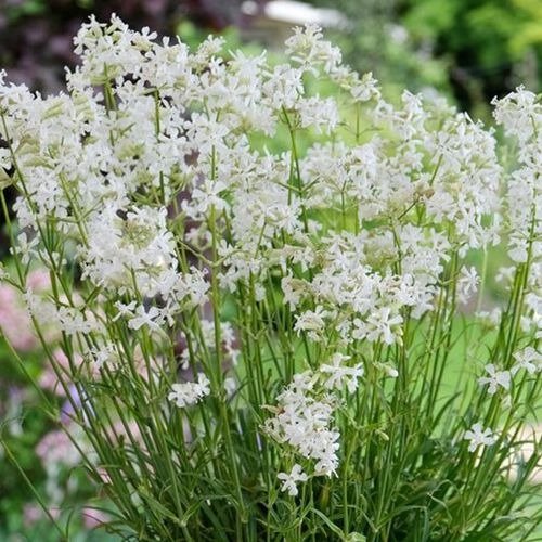 Producto - 30 Semillas Lychnis viscaria "Snowstar"