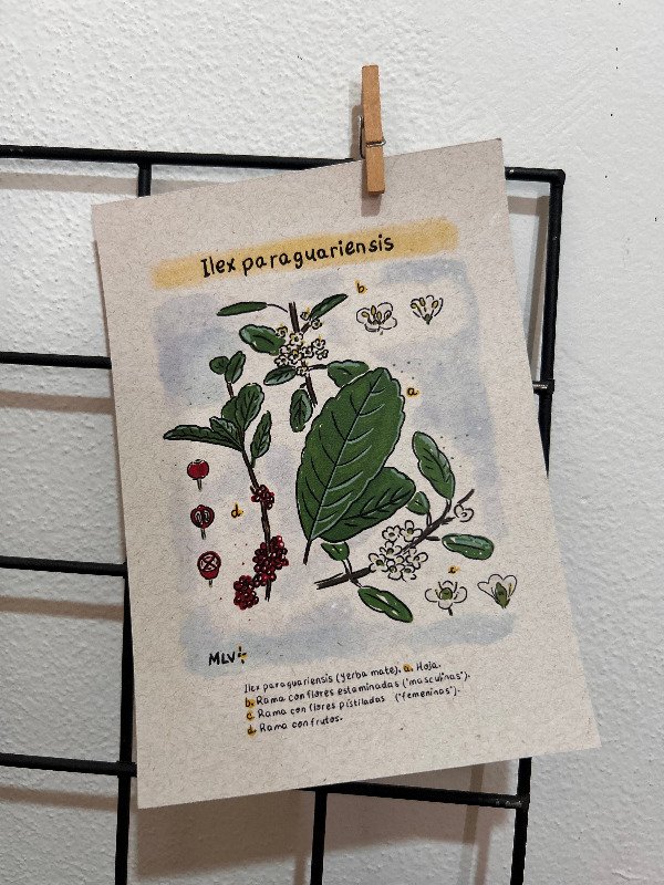 Producto - Postal ilustrada - Botánica Yerba Mate
