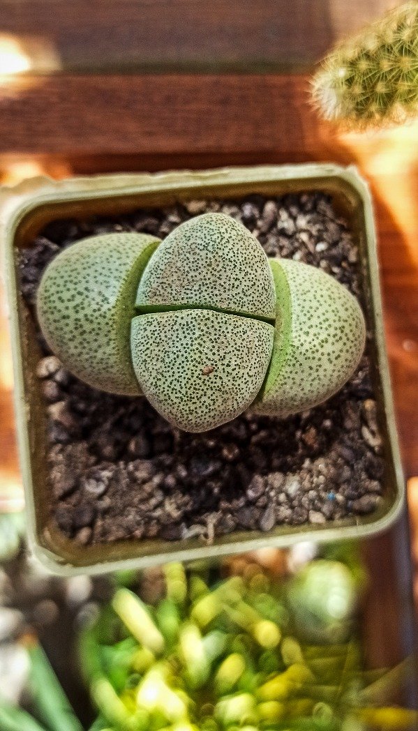 Producto - PLEIOSPILOS