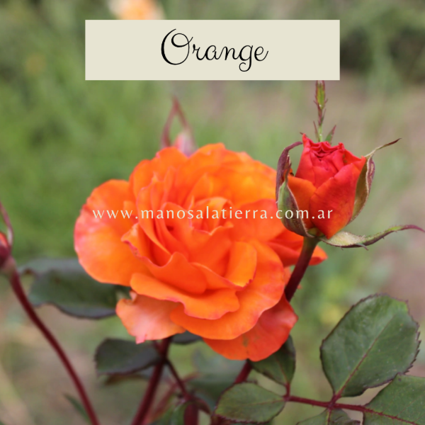 Producto - Rosal Orange