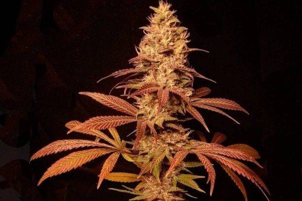 Producto - Semillas Matrona La Maga (Fem.Fotop.)