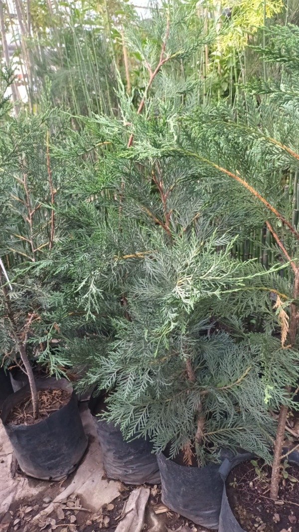 Producto - Ciprés Leylandi - 1