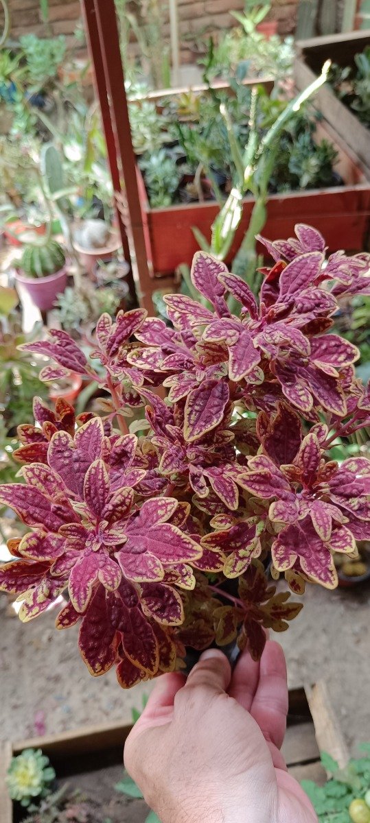 Producto - Cretonas Varias