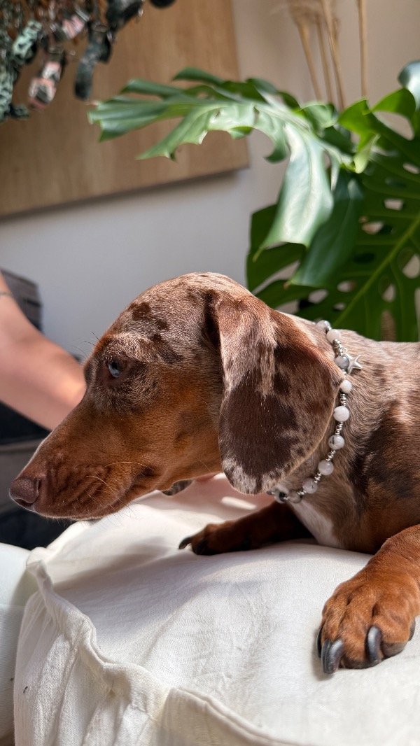 Producto - Collar Cuarzo Turmalinado