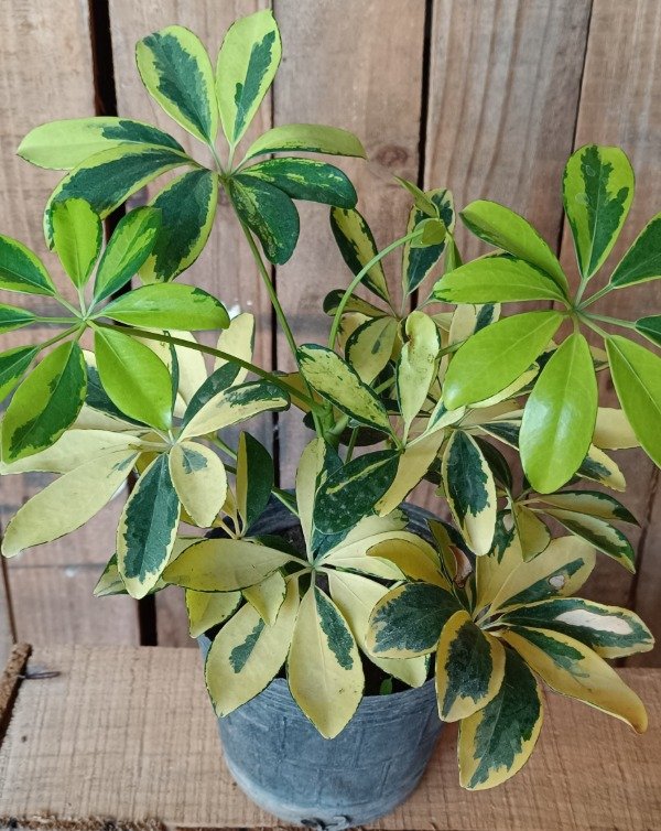 Producto - Schefflera arboricola (Aralia)