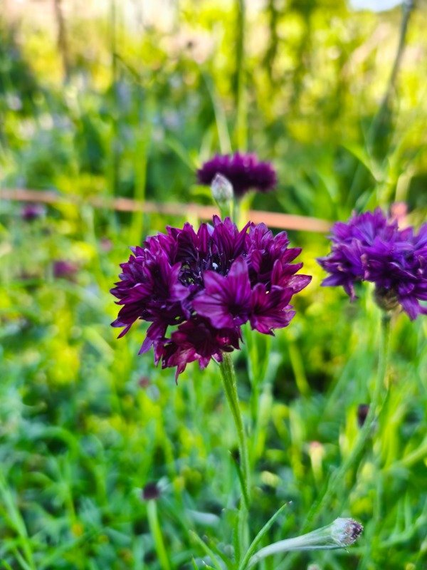 Producto - Centaurea cyanus black otoño invierno