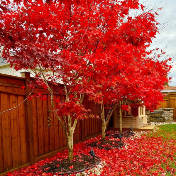 Producto - Acer palmatum Fireglow