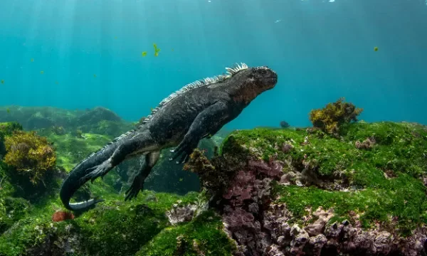 Producto - Crucero por Galapagos