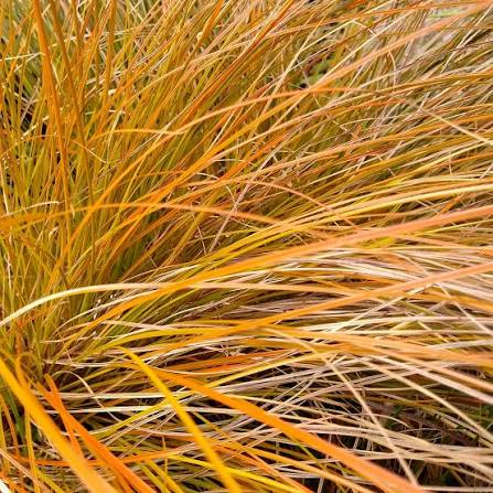 Producto - Carex testacea 1,5 L - 0
