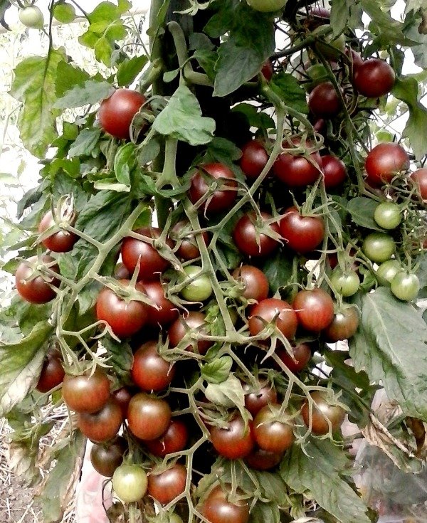 Producto - SEMILLAS DE TOMATE CHERRY ROSELLA MULTIFLORA DULCE