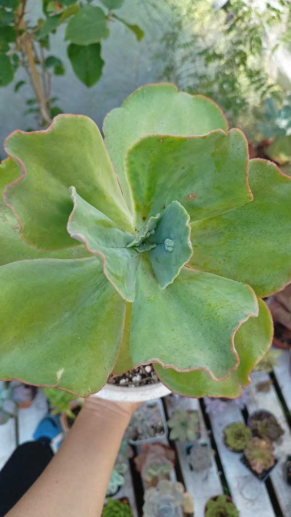 Producto - Echeverría barbillion