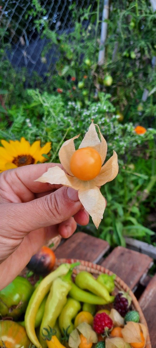 Producto - Physalis peruviana/ Uchuva /aguaymanto
