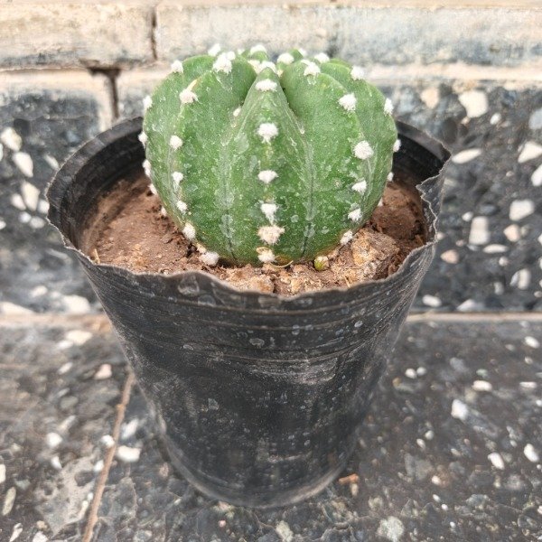 Miniatura de producto - 4