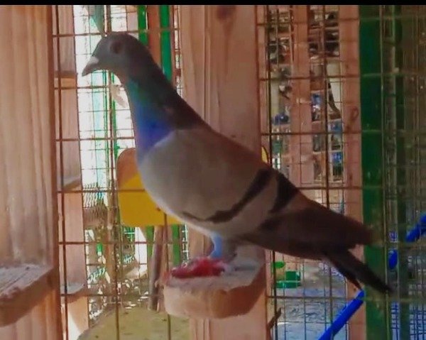 Producto - 1903357 / 25  hembra