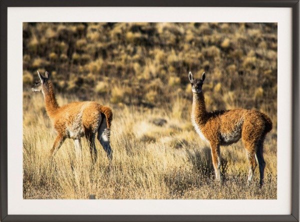 Producto - Guanacos