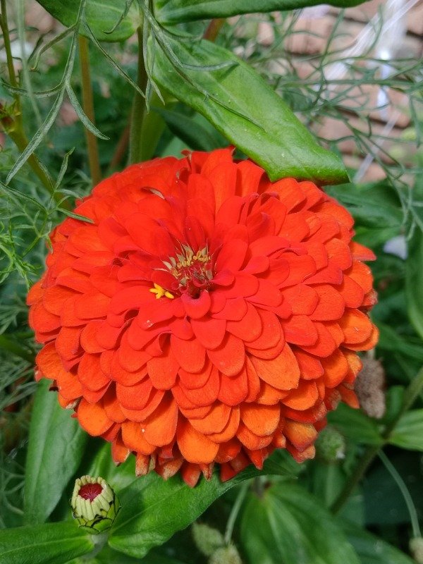 Producto - Semillas de Zinnias Mix - 1
