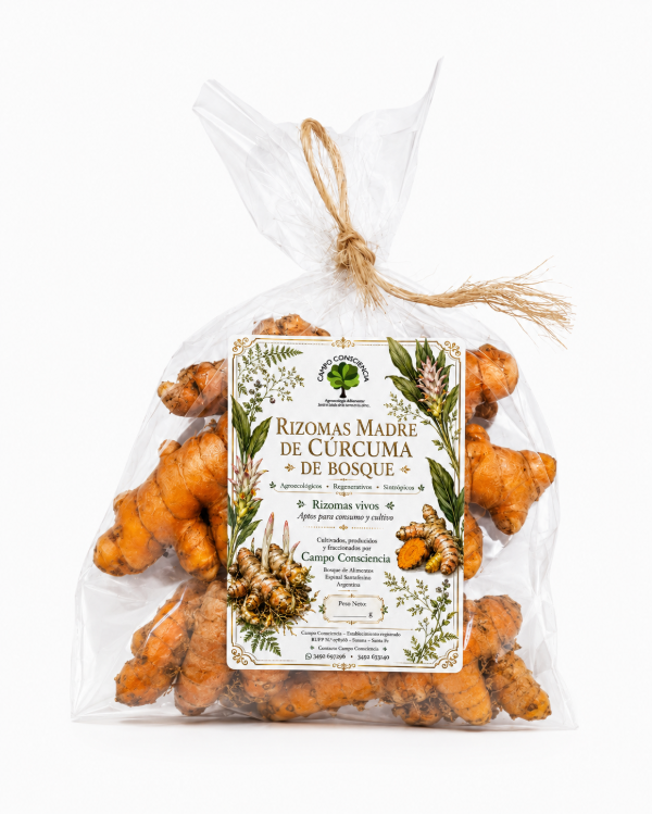 Producto - Rizomas Madre de Cúrcuma de Bosque (100 g) - Agroecológica