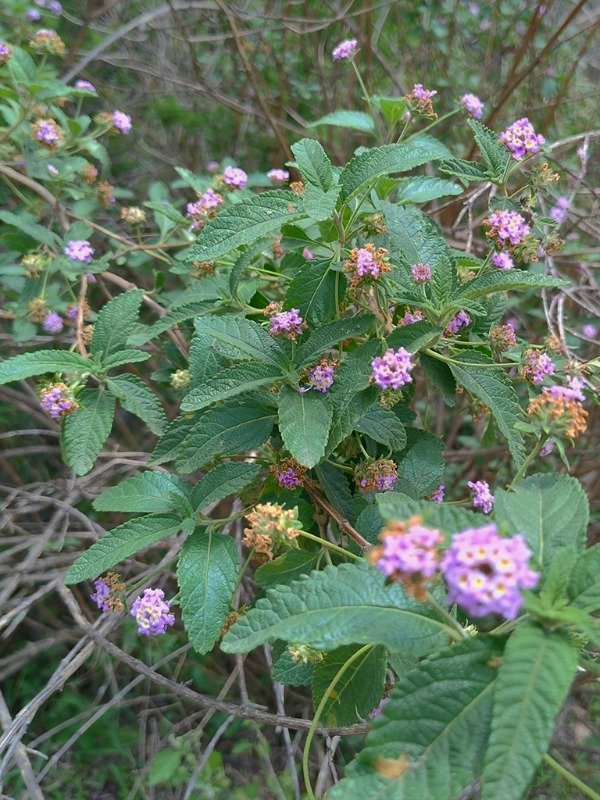 Producto - SALVIA MORADA  (Lippia junelliana)