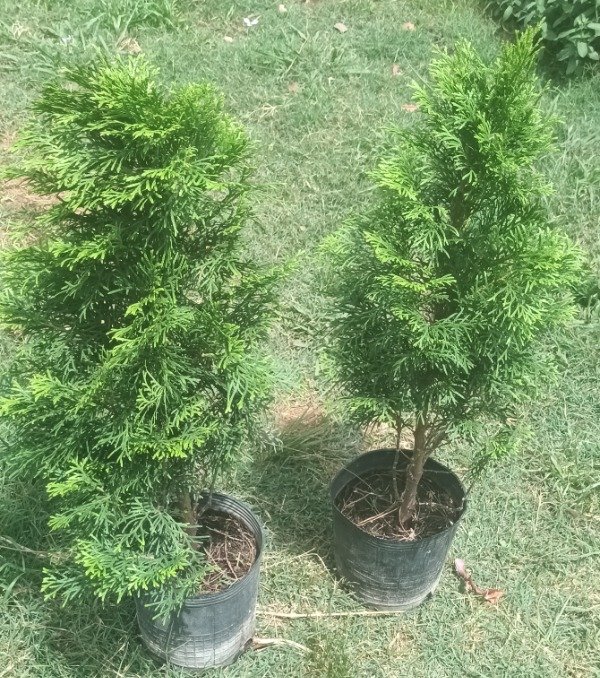 Producto - Thuja - 1