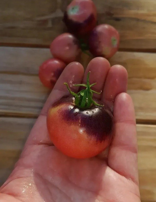 Producto - 15 Semillas de Tomate Amethyst Jewel
