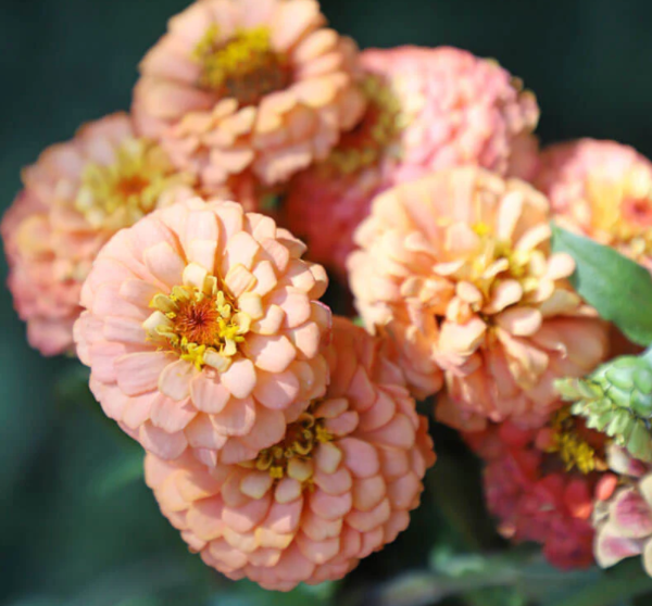 Producto - Zinnia Elegans Oklahoma Salmon - 0