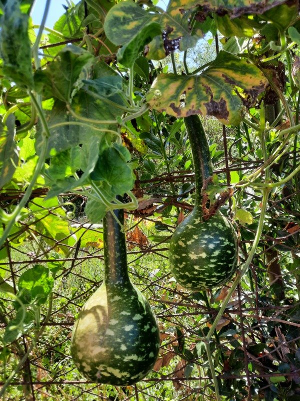 Producto - Calabaza Vinatera