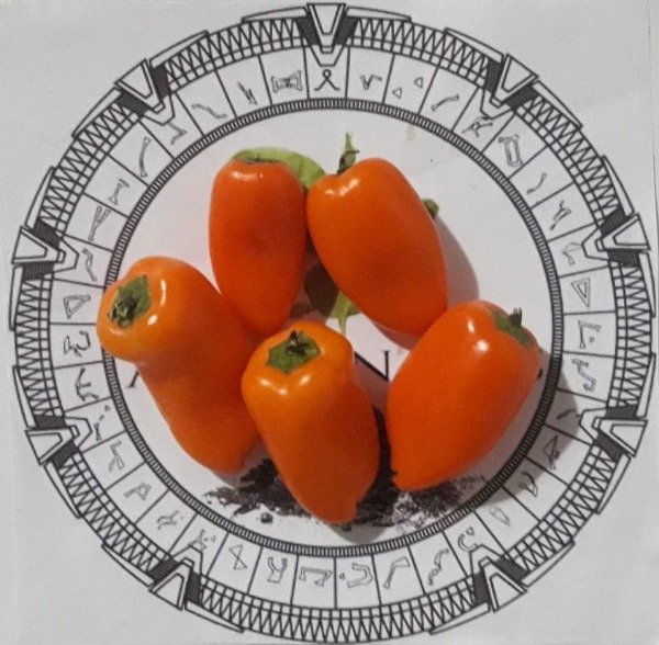 Producto - PIMIENTO SNACK NARANJA