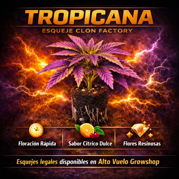 Producto - Esqueje Sweet Lab Tropicanna