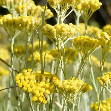 Producto - Helichrysum italicum "curry" 1,5 L - 1