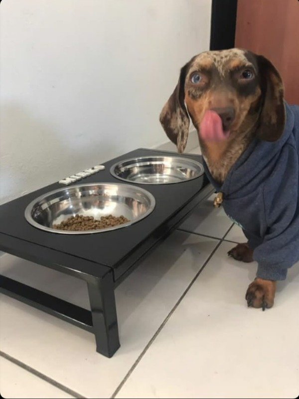 Producto - Comedero En Altura Doble Talle S o XS