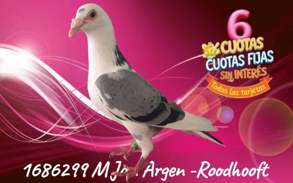 Producto - 1686299 M JAN AARDEN ROODHOOFT