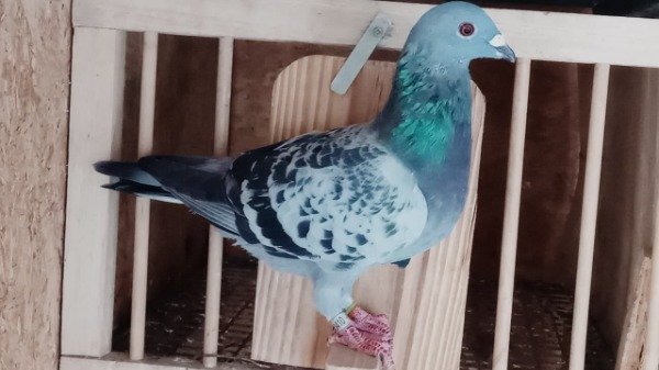 Producto - 1903410 / 25  Jonge Stier - Engels