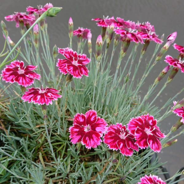Producto - Dianthus alpino