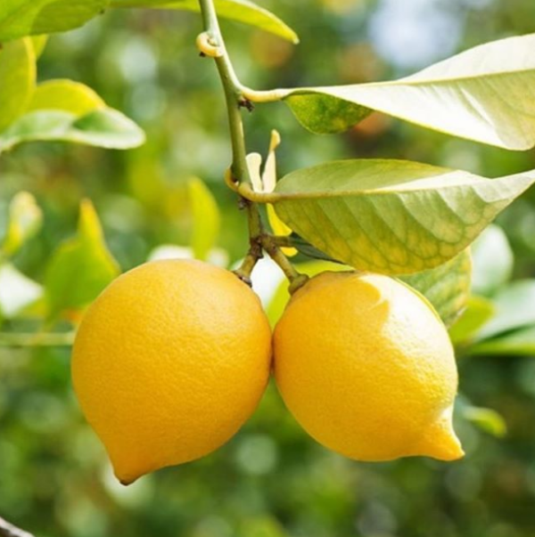 Producto - Limonero 4 estaciones