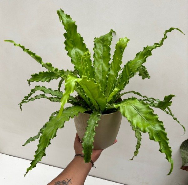 Producto - Asplenium "Osaka" + maceta PARIS