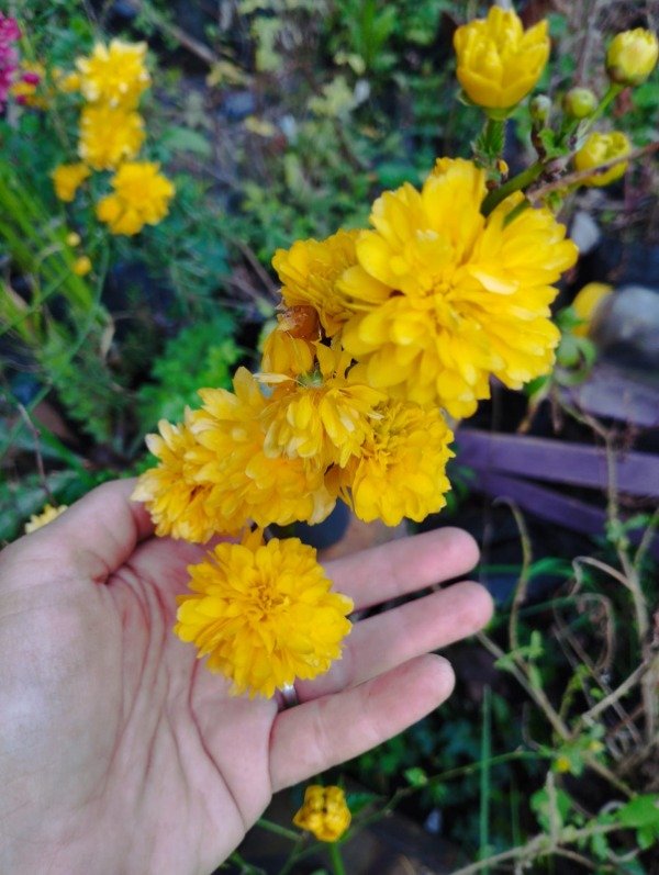 Producto - Kerria japónica