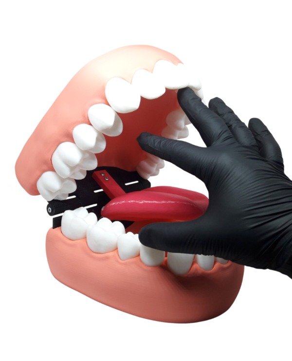 Producto - Modelo Dental Didáctico Tipodonto GIGANTE