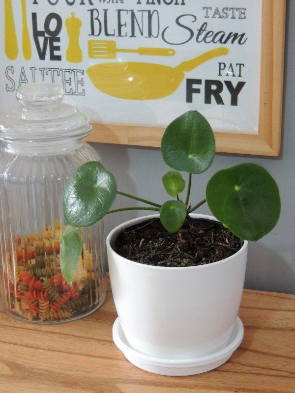 Producto - Pilea Peperomioides
