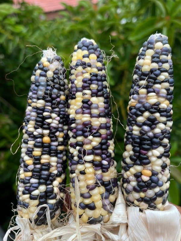 Producto - SEMILLAS DE MAIZ GLASS GEM AMATISTA