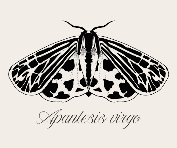 Producto - Ilustración Apantesis Virgo