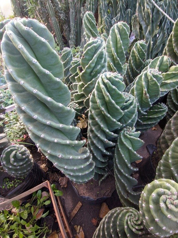 Producto - Cactus espiralados - ejemplar de colección - maceta 20 litros