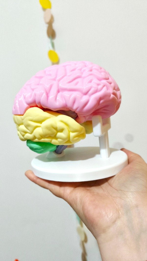 Producto - CEREBRO DIDÁCTICO IMANTADO 3D