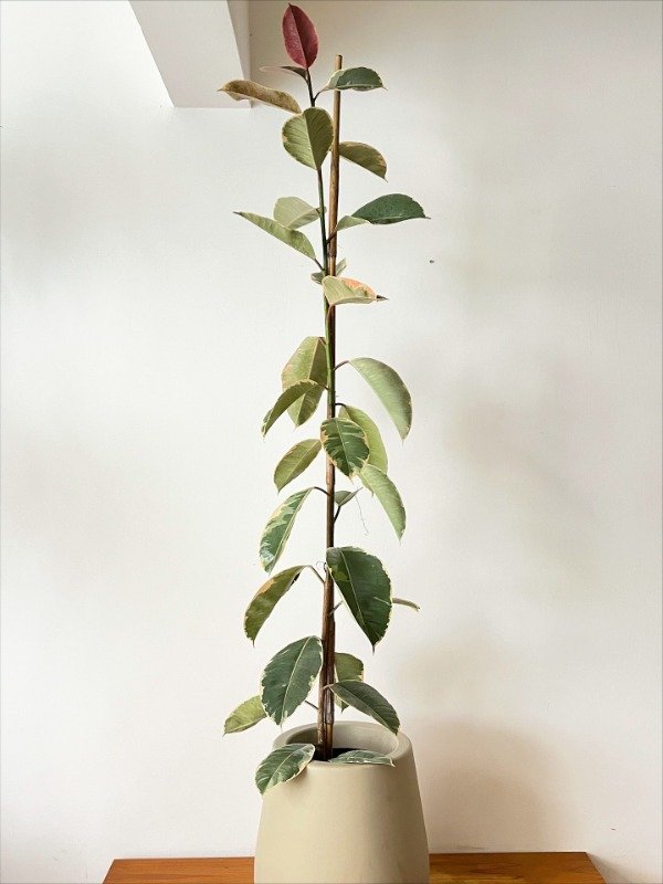 Producto - GOMERO TINEKE 180CM + MACETA N36