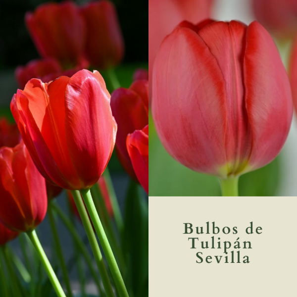Producto - Bulbos de Tulipán Sevilla (calibre grande)