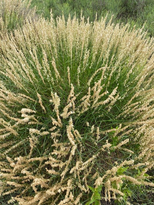 Producto - CORTADERITA (Melica macra) - 1